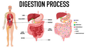 Gastrointestinal & Liver Disorders in Forbesganj | Greenpoly Clinic